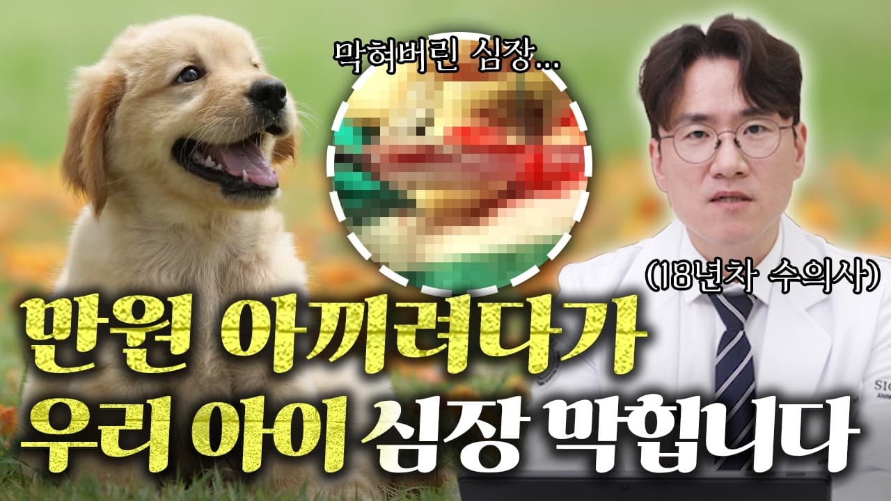 기침 없는 강아지 심장, 30cm 기생충이 자라고 있다