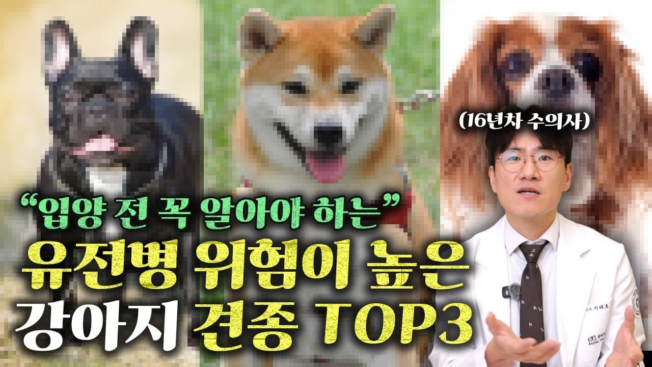 쌕쌕거리는 단두종 반려견, 코골이로 착각하면 생기는 일