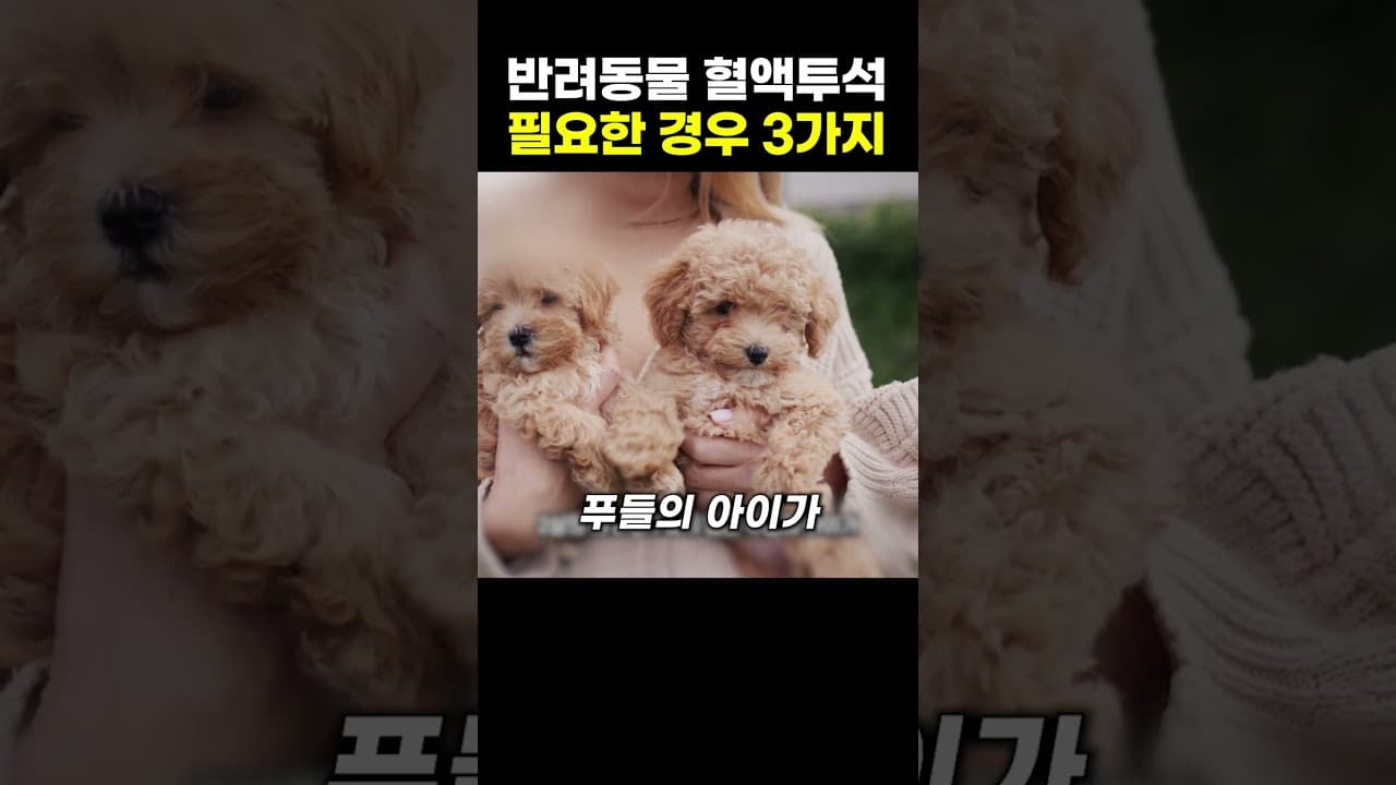 반려동물 급성 신손상, 혈액투석 미루면 생명 위험하다