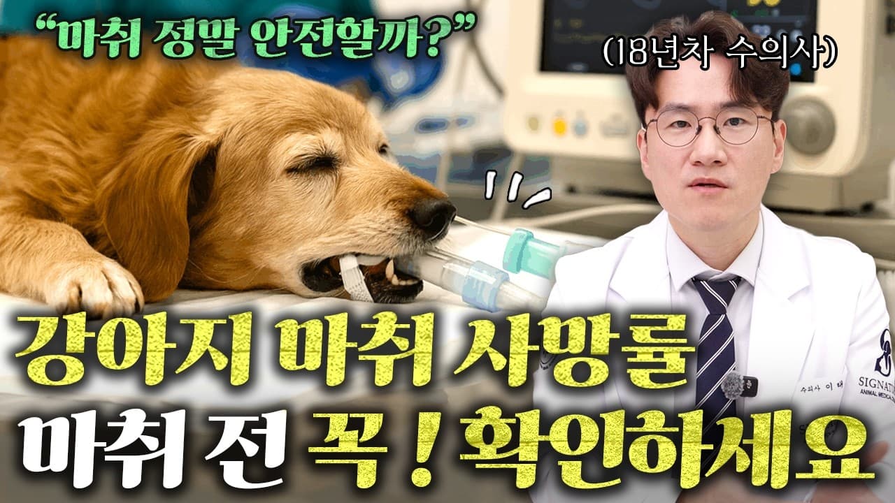 노령견 전신마취 두려워 치과 치료 미루면 생기는 일